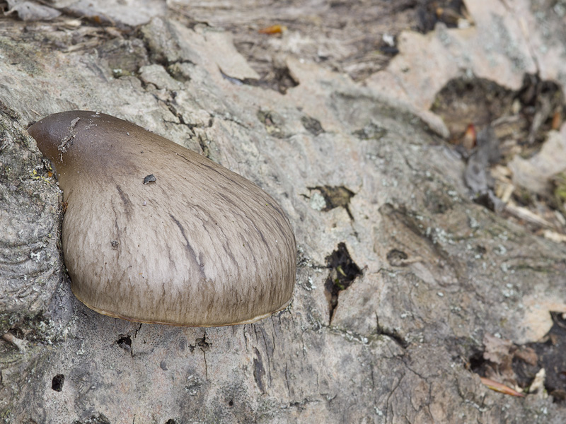 Pleurotus calyptratus